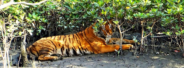 1856/Sunderban Tiger Camp - Sunderban 12.jpg